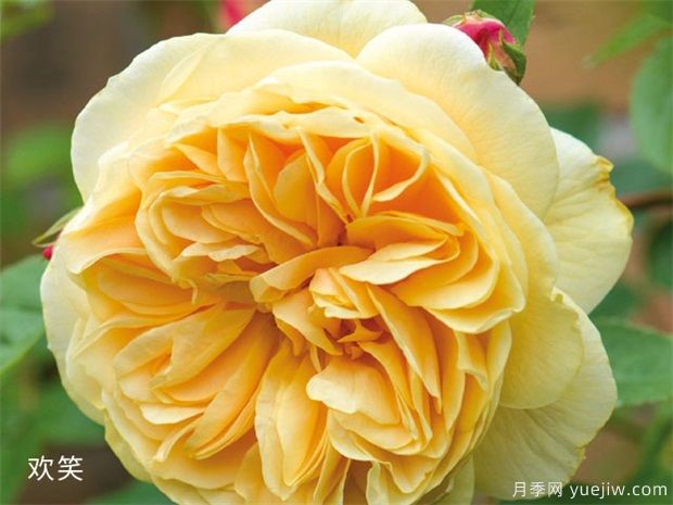 黄玫瑰的介绍，花语和栽培养护(图1)
