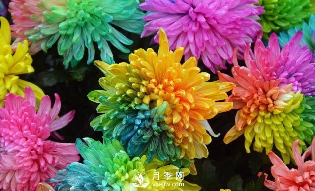 新品推荐彩虹菊，色彩鲜艳，如何养护繁殖(图1)
