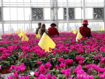 扬州高邮：每天发货30万株，花工厂绽放乡村振兴致富花