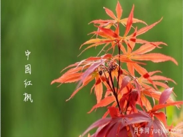 红枫，4个红枫品种是秋日植物里亮丽的风景线