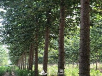 河南周口：培育出不飞絮的杨树新品种