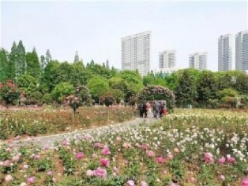 武汉市第十三届月季展，青山和平公园等你来打卡