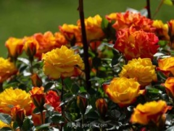 安阳市滑县森林公园月季花开放，赏花打卡正当时