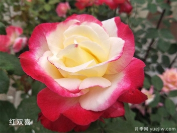 大花月季（Grandiflora Roses，简称Gr)