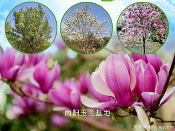南阳玉兰基地：紫玉兰的园林用途和功效作用