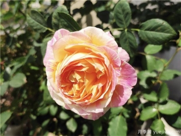 100种玫瑰花的名字，来了解下不同颜色的品种月季