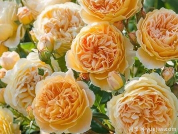 大花香水月季的养护方法，分享10种花香飘满屋