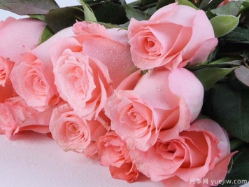 戴安娜玫瑰的花语是什么？有图片的更好？