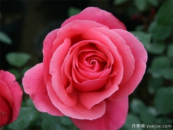rose是什么，玫瑰和月季的区别到底在哪!