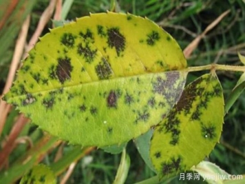 深秋天季节月季出现斑点的病害原因与防治