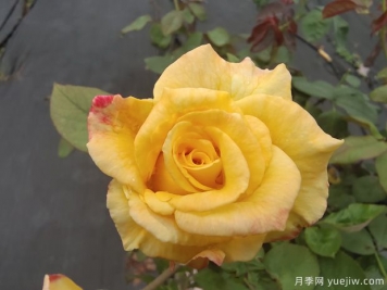 黄玫瑰代表什么意思？黄玫瑰寓意？黄玫瑰的花语是什么？
