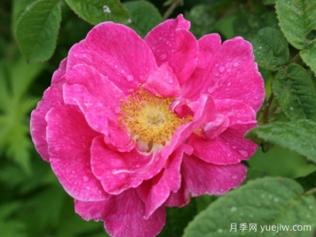 法国蔷薇月季/高卢红/药剂师玫瑰。