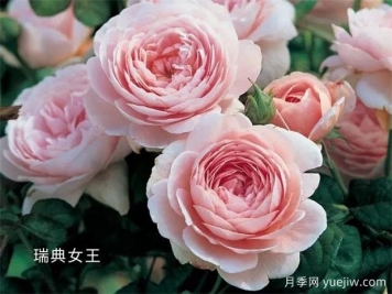 100种月季玫瑰品种图鉴大全，你认识有没有超过10个？