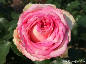 我的玫瑰月季/我的花