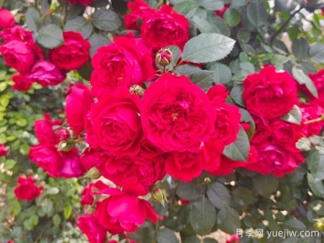 6款红色系的藤本月季品种，适合打造网红花墙