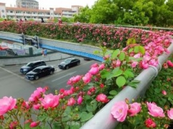 四月盛放的月季时间，湖北宜昌给你的专属浪漫花园