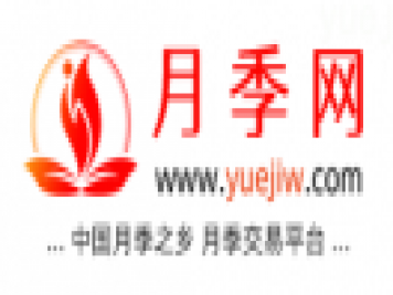 中国上海龙凤419，月季品种介绍和养护知识分享专业网站