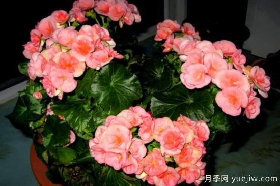 海棠花Zui具特色的6个品种(图1)
